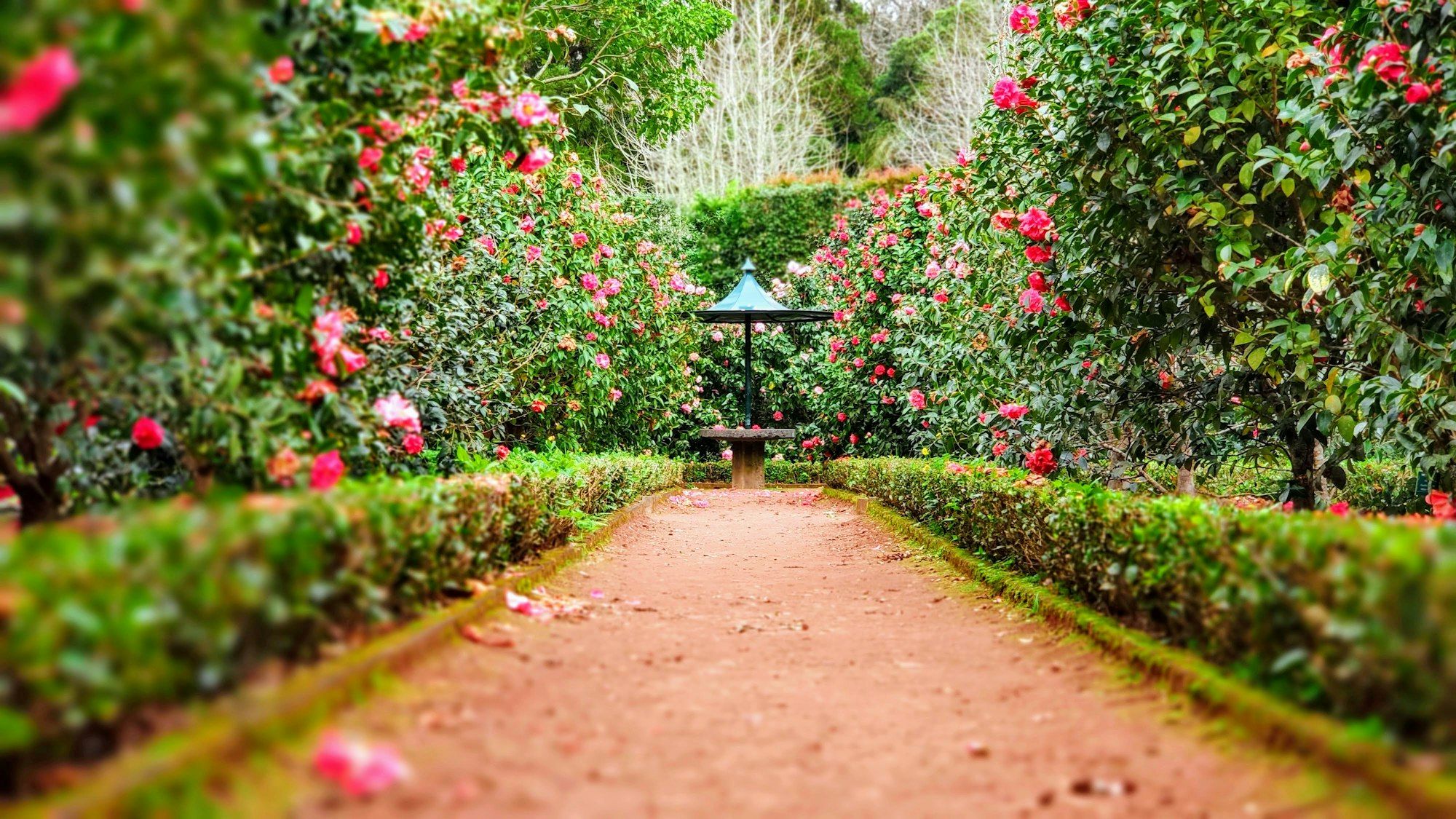 Aangelegde tuin met hagen